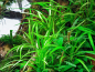 Preview: Zwergschwertpflanze - Helanthium tenellum ´Broad leaf´ in vitro